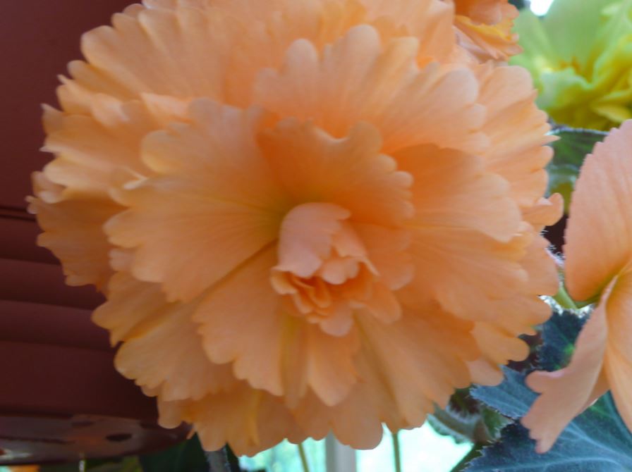 B. ‘Denis Champion’
